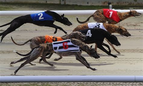 racing post results greyhounds